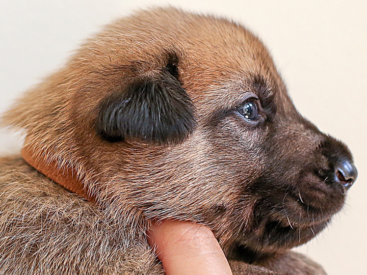 chinook puppy